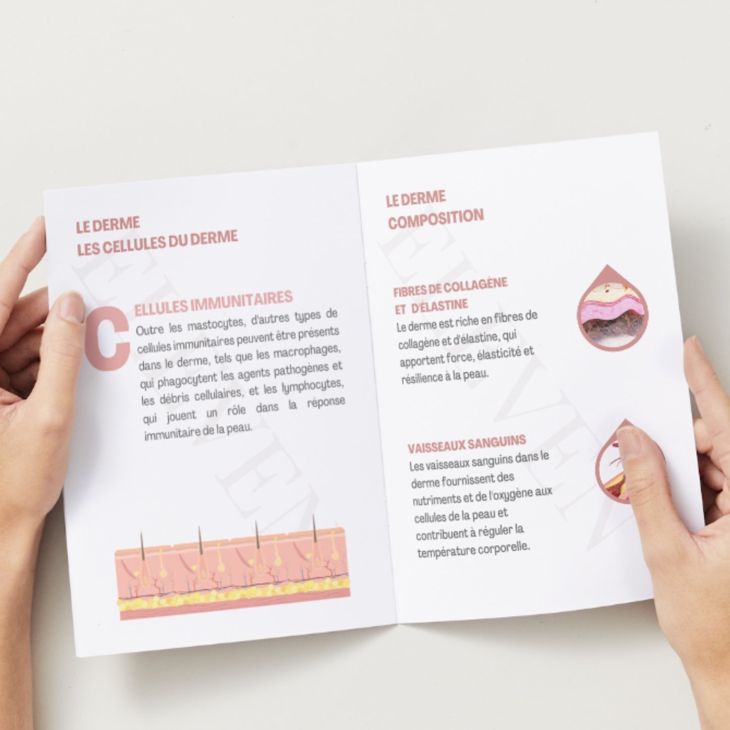 Formation Lifting Coreen en ligne