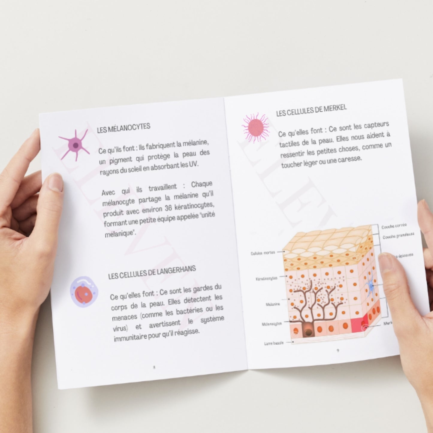 Formation Microdermabrasion en Ligne | Certificat